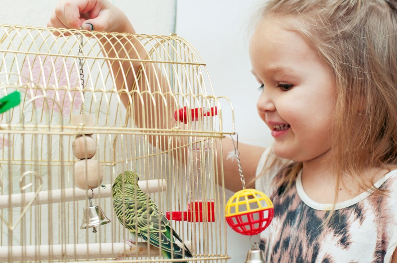 Kafes Kuşları Barındırma ve Yaşam Gereksinimleri