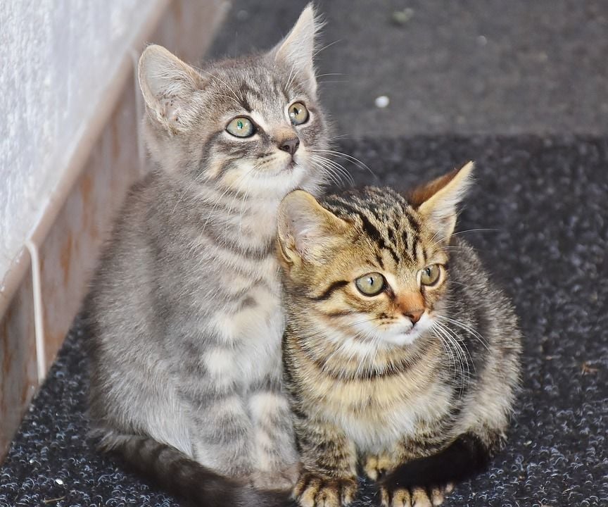 Kedi Sahiplenmek İsteyenlere Öneriler