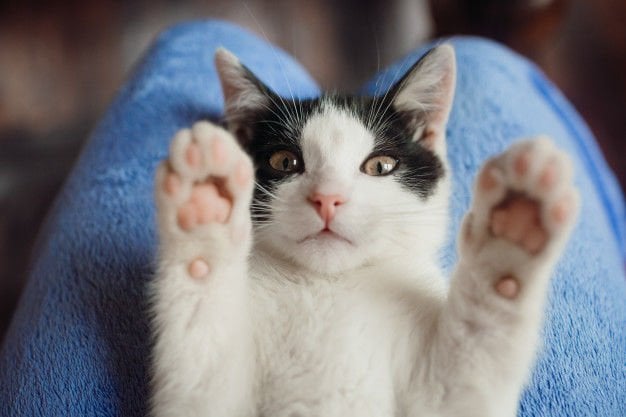 Kedi Tırnak Makası Kullanmak