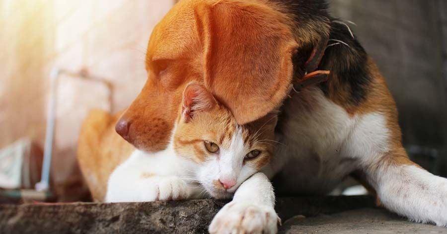 Kedi ve Köpeklerde Kanser