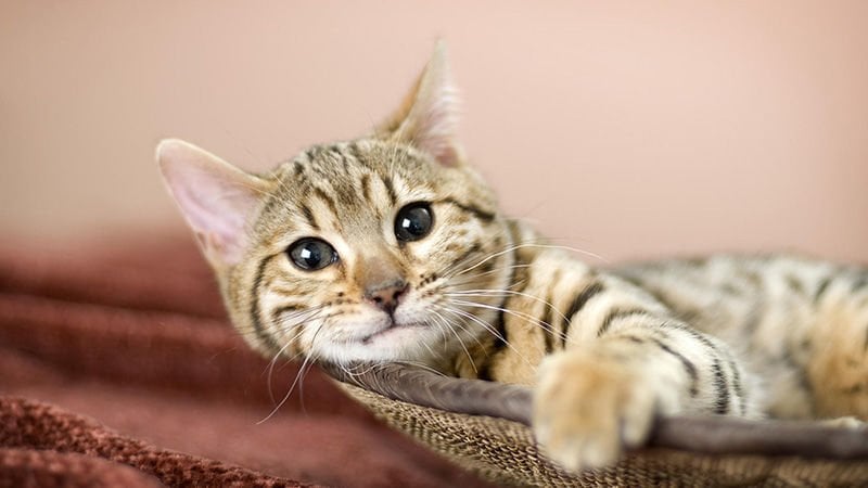 Kedi yatak seçimi