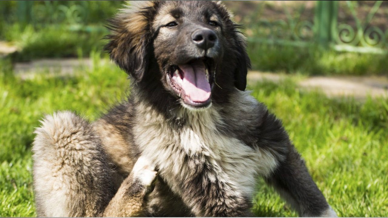 Köpeklerde Parazit ve Tedavi Süreci