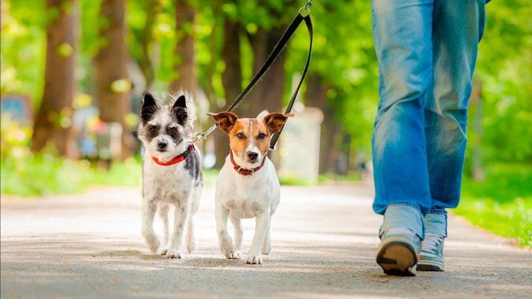 Köpeginizin tasması tehlikeli mi