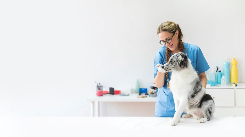 Köpeklerde Yalancı Gebelik