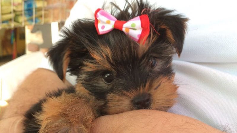 Yorkshire Terrier Hakkında