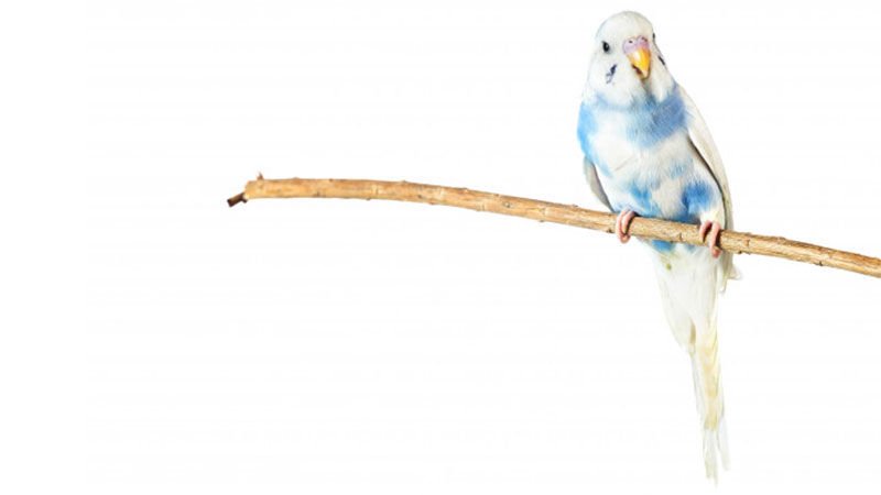 Muhabbet Kuşlarında Mantar ve Tedavisi