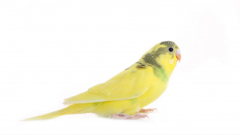 Muhabbet Kuşlarında Vitamin Eksikliği