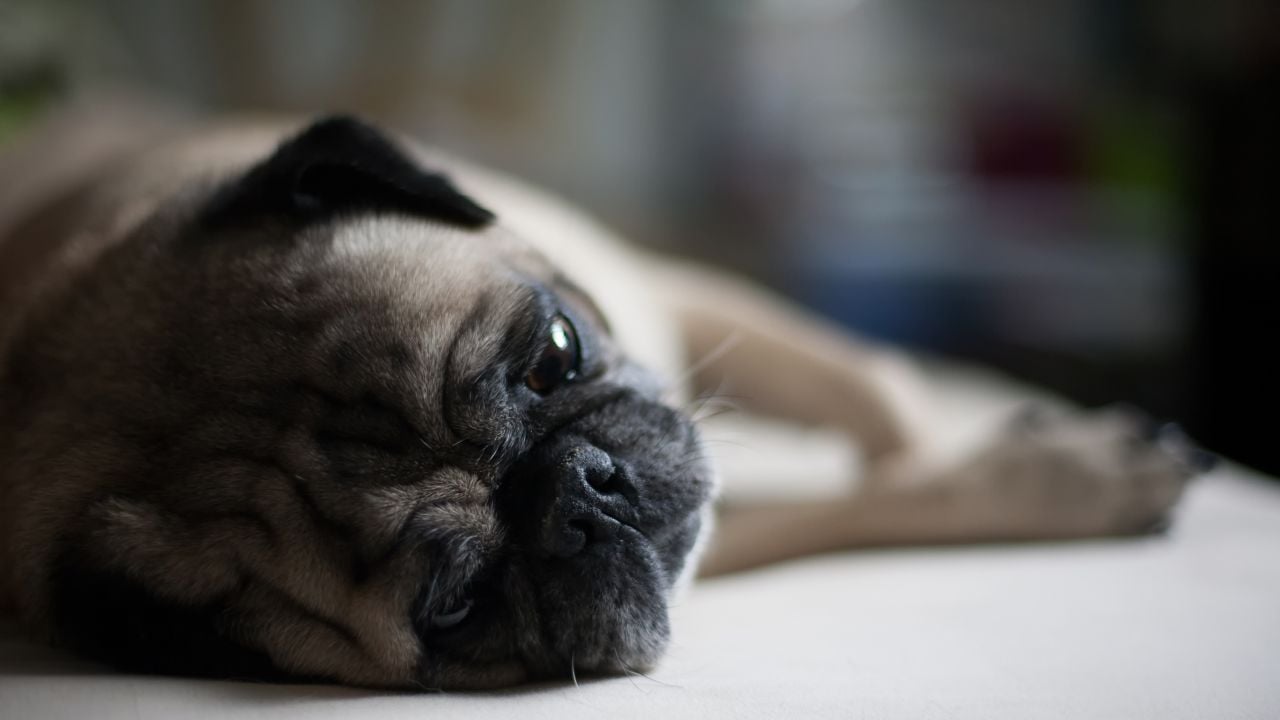 Apartmanda Köpek Sahibi Olmak