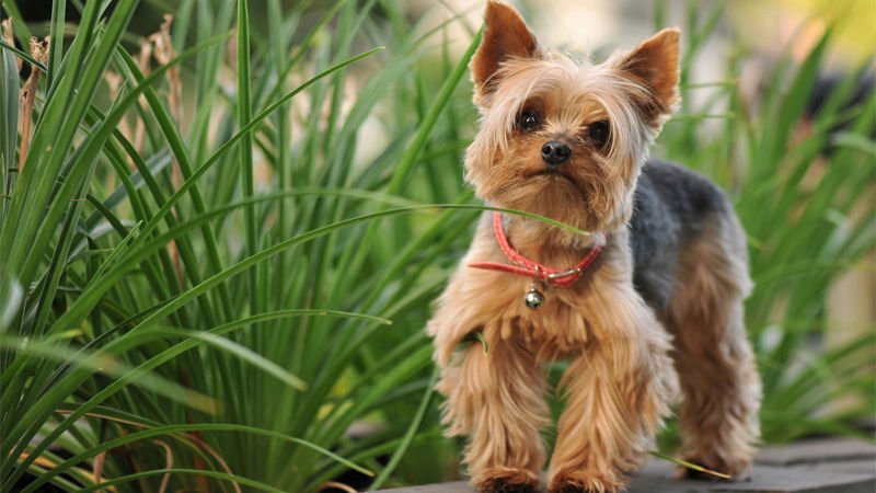 Köpeğimle Oyun ve Egzersiz
