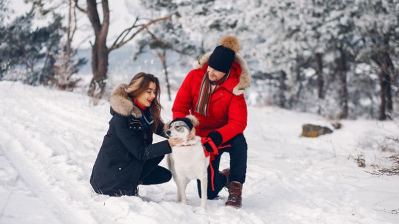 Soğuk Havalarda Köpek Bakımı