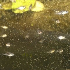 Jbl Artemioset Complete Breeding Kit