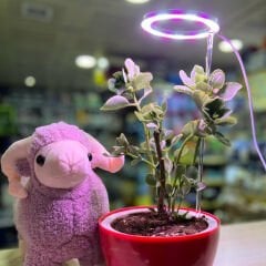 AquaReef Angel Grow Led Saplama Çubuklu Aydınlatma