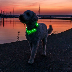 Trixie Işıklı Köpek Boyun Tasması M - L Yeşil - 18 Mm - 50 Cm