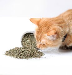 Dentalight Natural Catnip 15 gr