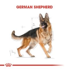 Royal Canin German Shepherd Adult 11 kg Köpek Irk Maması