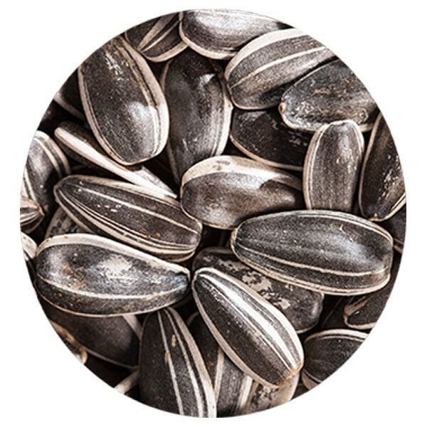 BLT 10 Numara Dakota Papağan Çekirdeği 750Gr