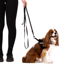 Ezydog Leashes Trainer Soft 25 mm 180 cm Köpek Gezdirme Kayışı Mavi