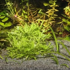 Jbl Sansibar Grey Akvaryum Kumu 10 Kg