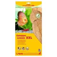 Sera Catappa Yaprağı XXL 32 Cm 10 Adet