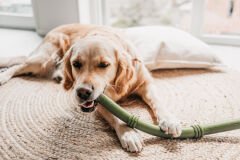 Beeztees Sumo Fit Stick Kauçuk Çubuk Köpek Oyuncağı 50 cm