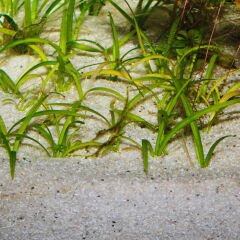 Jbl Sansibar River Nehir Kumu 0,4-1,4Mm 10 Kg