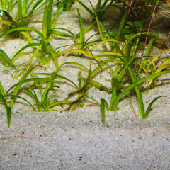 Jbl Sansibar River Nehir Kumu 0,4-1,4Mm 10 Kg
