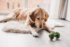 Beeztees Sumo Play Haltrino Kauçuk Köpek Oyuncağı Green