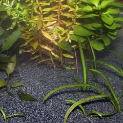 Jbl Sansibar Dark Nehir Kumu 0,2-0,5Mm 5 Kg