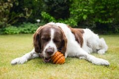 Beeztees Sumo Play Dental Turuncu Köpek Diş Çene Oyuncağı Medium