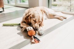 Beeztees Sumo Fit Ball Kauçuk Toplu Diş İpi Köpek Oyuncağı Orange 31,8×7,9×7,0 cm