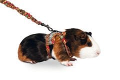 Karlie Harness With Leash Art Joy Mix Kemirgen Tasması