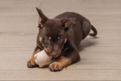 Beeztees Sumo Mini Play Dayanıklı Köpek Oyuncağı Pink XS