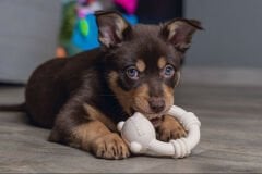 Beeztees Sumo Mini Team Dayanıklı Köpek Oyuncağı Pink 9.5×10.5 cm