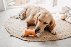 Beeztees Sumo Play Diabolo Dayanıklı Köpek Oyuncağı Orange 10 cm