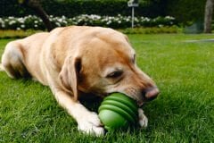 Beeztees Sumo Play Köpek Oyuncağı Yeşil Large