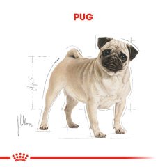 Royal Canin Pug Adult 1,5 Kg Köpek Irk Maması