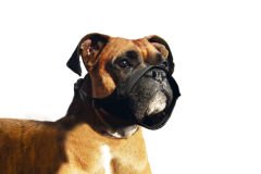 Karlie Muzzle Ned Black Köpek Ağızlığı Special