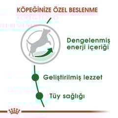 Royal Canin Mini Adult 4 kg Köpek Maması