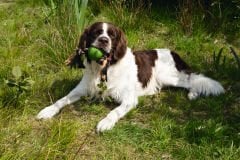 Beeztees Sumo Fit Ball Diş İpli Köpek Oyuncağı Green 31.8×7.9×7.9 cm