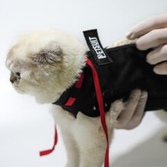 Petsuit Kedi Yara Koruyucu Korse XXS