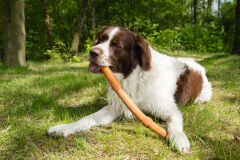 Beeztees Sumo Fit Kauçuk Çubuk Köpek Oyuncağı Turuncu 50 cm