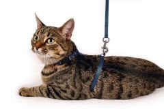 Karlie Art Sportiv Plus Kedi Göğüs Tasması ve Gezdirme Seti