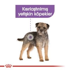 Royal Canin Mini Sterilised 3 Kg Köpek Maması