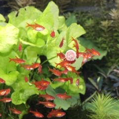 Jbl Pronovo Tab M 100 ml