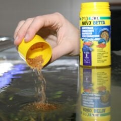 Jbl Pronovo Betta Flakes S 20 ml