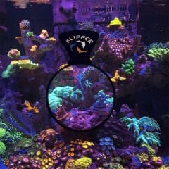 Flipper DeepSee Magnified Magnetic Aquarium Viewer 4''
