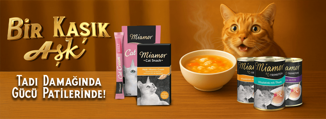 kedi çorbası ve kedi maması
