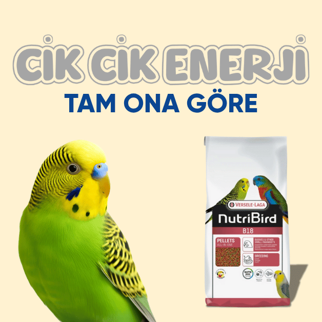 muhabbet kuşu yemi