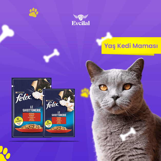 yaş kedi maması